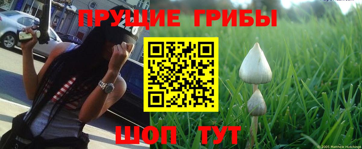 Псилоцибиновые грибы мицелий  Пятигорск  Псилоцибиновые грибы мухоморы 